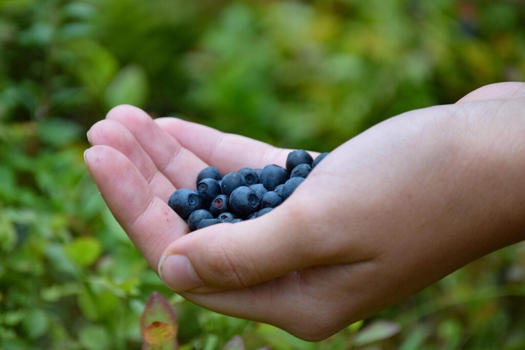 blueberry, hand, forest, nature, summer, blueberry, blueberry, blueberry, blueberry, blueberry